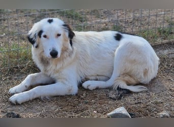 Namika, geb. ca. 02/2024, lebt in GRIECHENLAND, im städt. Tierheim Serres