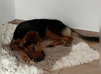 Naya - Dreibeinige Heldin sucht ihr Für-immer-Zuhause Naya - Dreibeinige Heldin sucht ihr Für-immer-Zuhause