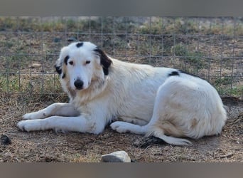 Namika, geb. ca. 02/2024, lebt in GRIECHENLAND, im städt. Tierheim Serres