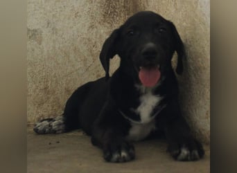 Smokey, geb. 08.06.2026, lebt in GRIECHENLAND, auf einer privaten Pflegestelle