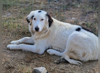 Namika, geb. ca. 02/2024, lebt in GRIECHENLAND, im städt. Tierheim Serres