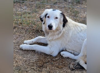 Namika, geb. ca. 02/2024, lebt in GRIECHENLAND, im städt. Tierheim Serres