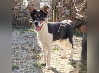 Simona - wo darf ich Zuhause sein?