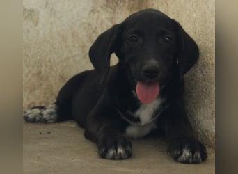 Smokey, geb. 08.06.2026, lebt in GRIECHENLAND, auf einer privaten Pflegestelle