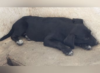 Smokey, geb. 08.06.2026, lebt in GRIECHENLAND, auf einer privaten Pflegestelle