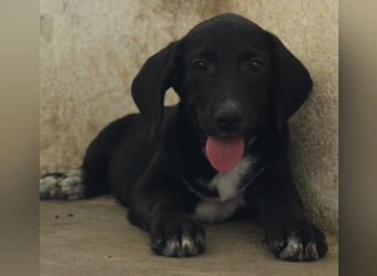 Smokey, geb. 08.06.2026, lebt in GRIECHENLAND, auf einer privaten Pflegestelle