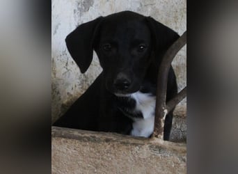 Smokey, geb. 08.06.2026, lebt in GRIECHENLAND, auf einer privaten Pflegestelle