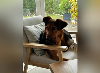 Naya - Dreibeinige Heldin sucht ihr Für-immer-Zuhause Naya - Dreibeinige Heldin sucht ihr Für-immer-Zuhause