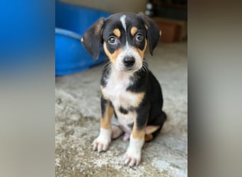 Pepper, geb. ca. 05/2026, lebt in GRIECHENLAND, im städt. Tierheim Serres