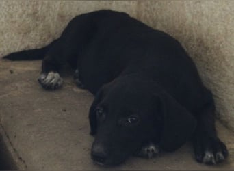 Smokey, geb. 08.06.2026, lebt in GRIECHENLAND, auf einer privaten Pflegestelle