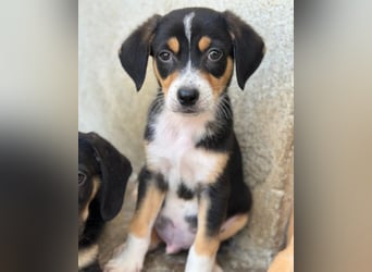 Pepper, geb. ca. 05/2026, lebt in GRIECHENLAND, im städt. Tierheim Serres
