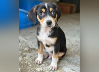 Pepper, geb. ca. 05/2026, lebt in GRIECHENLAND, im städt. Tierheim Serres