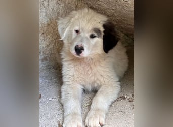 Kenan, geb. ca. 02/2026, lebt in GRIECHENLAND, auf einem Gelände, auf dem die Hunde notdürftig verso