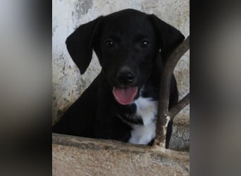 Smokey, geb. 08.06.2026, lebt in GRIECHENLAND, auf einer privaten Pflegestelle