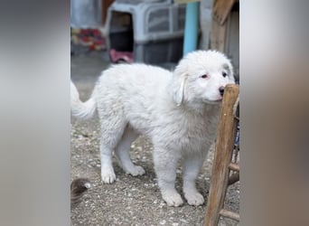 Kenan, geb. ca. 02/2026, lebt in GRIECHENLAND, auf einem Gelände, auf dem die Hunde notdürftig verso