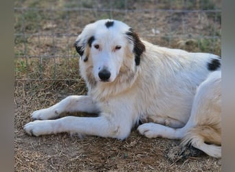 Namika, geb. ca. 02/2024, lebt in GRIECHENLAND, im städt. Tierheim Serres