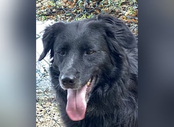 Ibiza - (Dringend Zuhause oder Pflegestelle gesucht) möchte auch ein Fleißkärtchen...