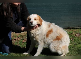 Tish - mit dem wunderschönen Kuschelfell