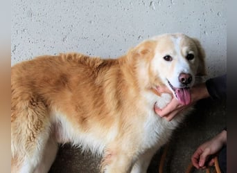 Tirvian - Kurz Alarm, dann Charme