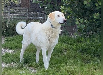 Patty - Vorsichtig auf den Pfoten, groß im Herzen