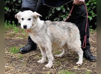 Kemyra - Ein "Wölfchen" sucht sein Rudel