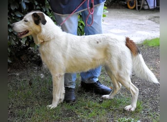 Miah - wohn"haft" in einem Hundelager
