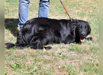 Settimio - Ich bin da, jetzt läuft's!?