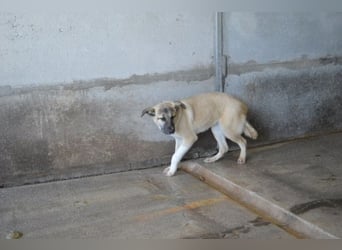 Quivira - Kleines Hundekind, was nun?