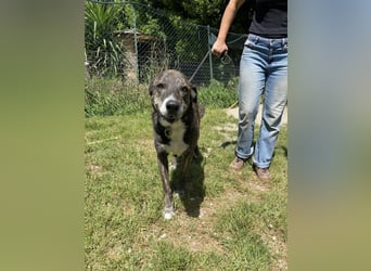 Lola - Das Herz hat seine Gründe