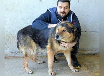 Annalise - Eine liebevolle Gefährtin mit einem sicheren Wesen