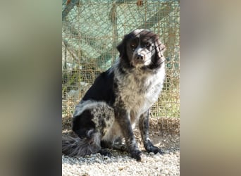 Olivia - Schüchterne Schönheit sucht neue Hunde-Menschen-Familie