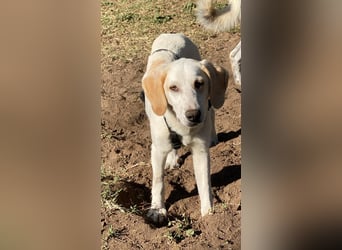 Deddy -  Mit neugierigen Pfoten ins Leben