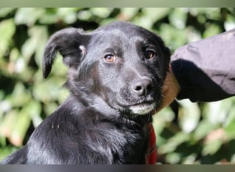 Saffiro - Ein Schritt Richtung Hundeglück