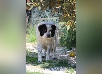 Giulietta - manche Seelen brauchen einfach etwas länger