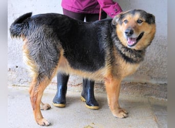 Annalise - Eine liebevolle Gefährtin mit einem sicheren Wesen