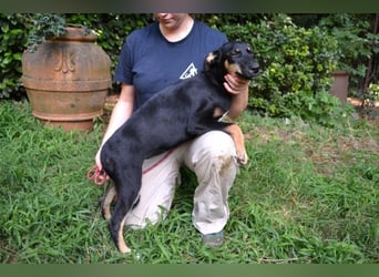 Drifa - vorsichtiges Hundemädchen auf der Suche nach Geborgenheit