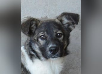 Quelisia - Kleines Schwesterchen, was nun?