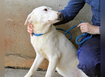 Arriel - aller guten Dinge sind drei