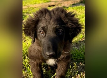 Thor - bereit für sein ganz persönliches Donnerwetter an Liebe