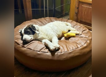 Ingo -  Neunmal werden wir noch wach...