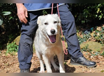 Kemyra - Ein "Wölfchen" sucht sein Rudel