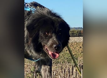 Olivia - Schüchterne Schönheit sucht neue Hunde-Menschen-Familie