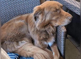 Eurialo - SOS - Dringend Pflegestelle oder neues Zuhause gesucht/Wenn du alles verlierst