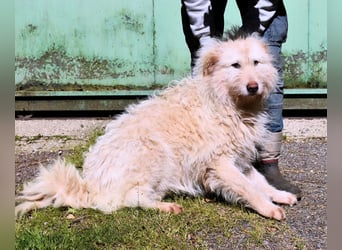 Lynnette - Power-Hündin sucht sportliches Zuhause
