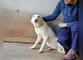 Arriel - aller guten Dinge sind drei