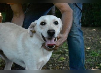 Hughie - macht ein Freundschaftsangebot