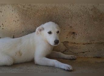 Priya - Du wirst sie kennenlernen, die schöne Welt