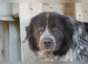 Olivia - Schüchterne Schönheit sucht neue Hunde-Menschen-Familie