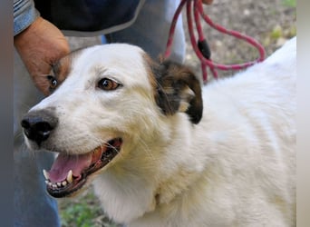 Miah - wohn"haft" in einem Hundelager