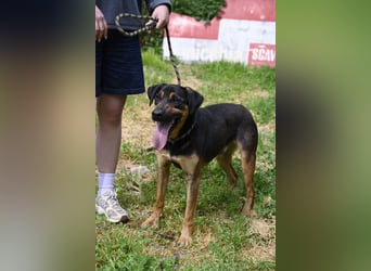 Robin - (Dringend Zuhause oder Pflegestelle gesucht) Ein unbeschriebenes Blatt...